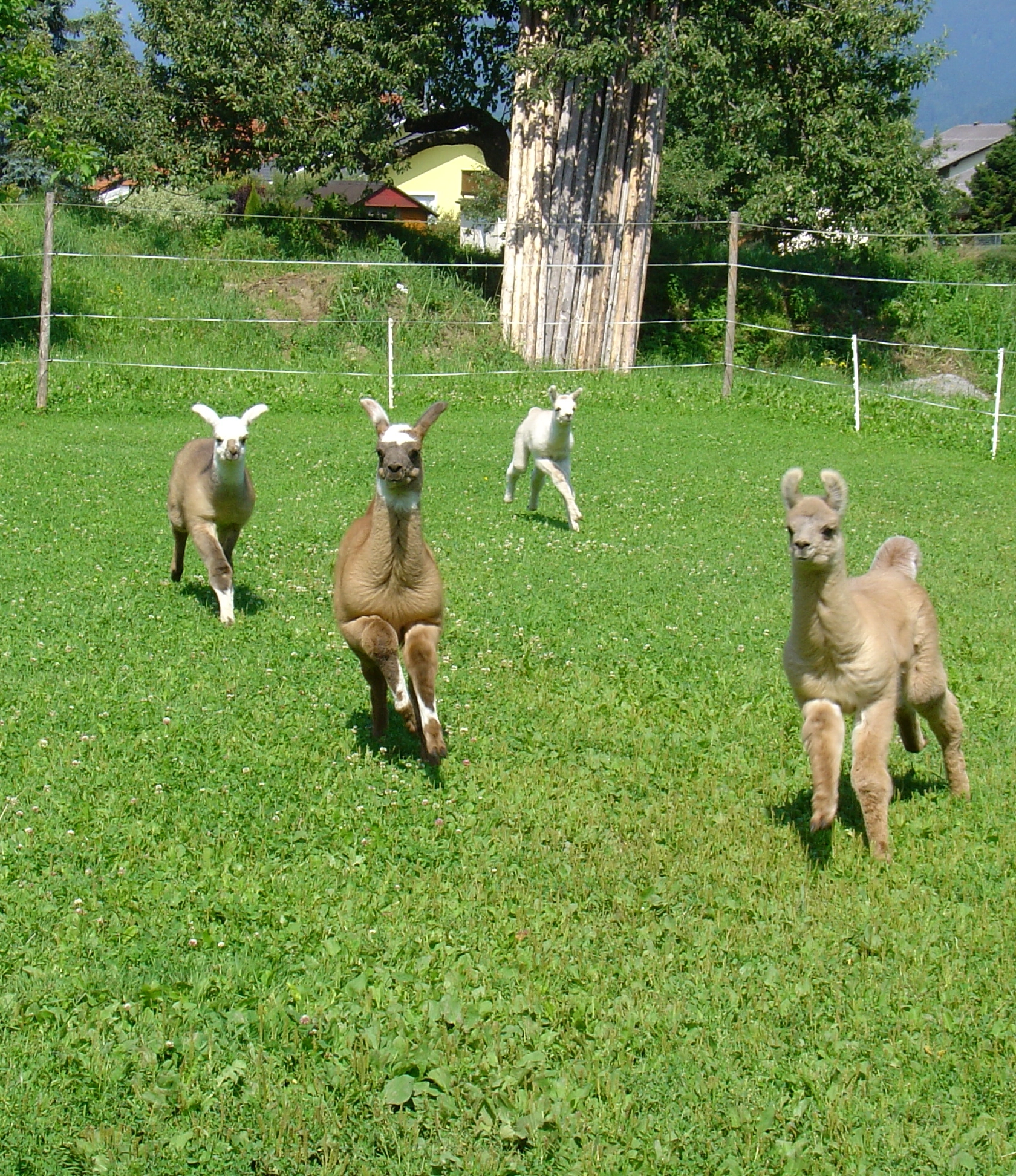 Freche Baby-Lama-Gang