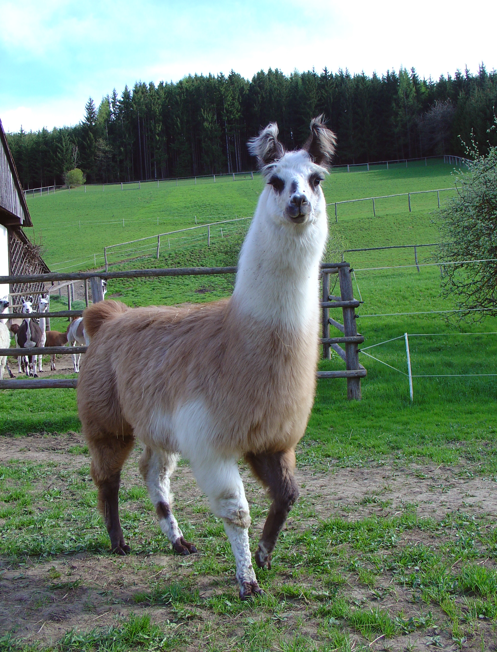 Lama-Posing